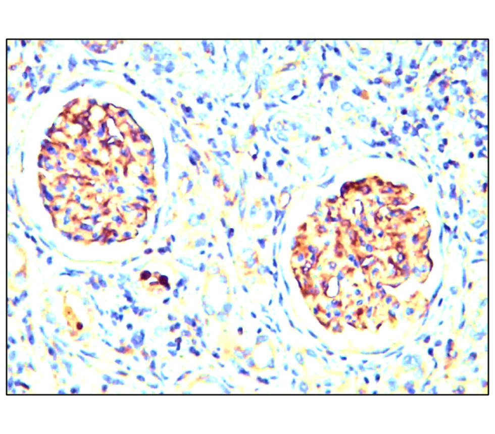 Nestin antibody