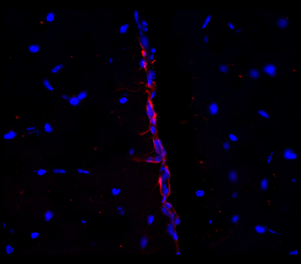 SOX2 antibody