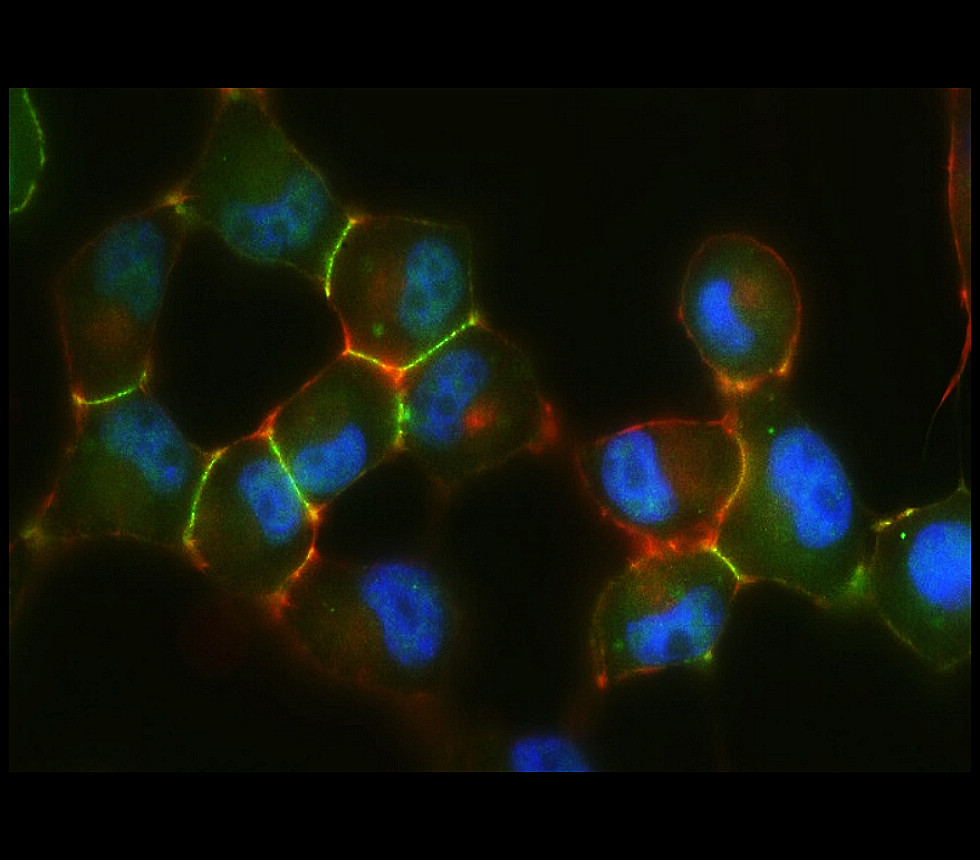 N-cadherin antibody