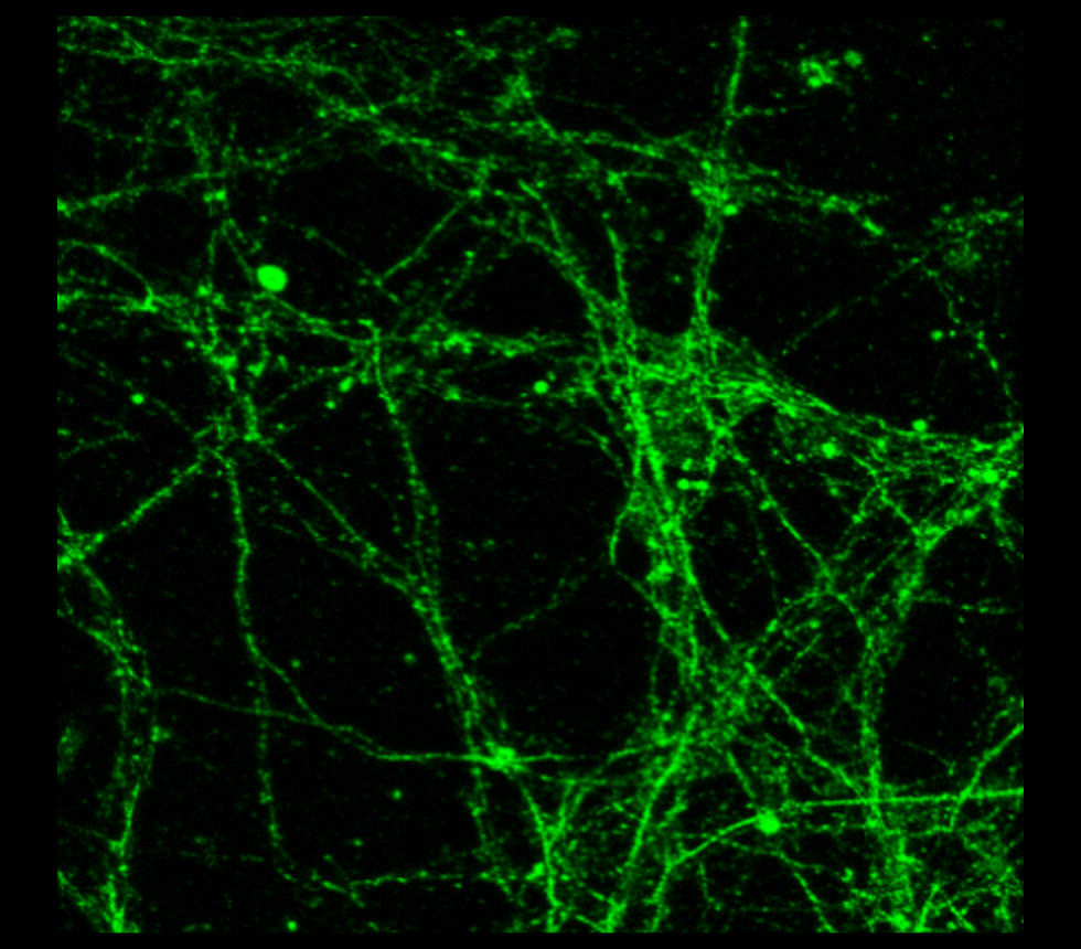 Lamin B1 antibody