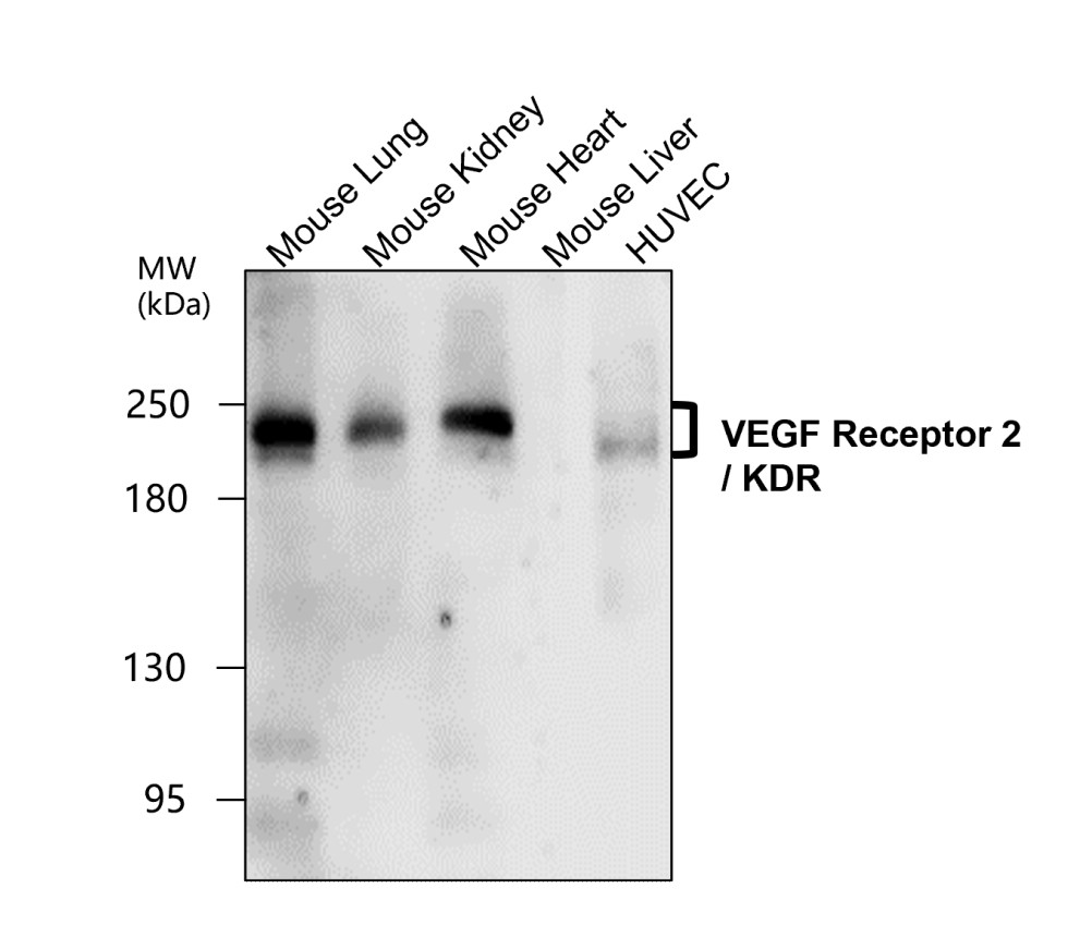 VEGFR2 / KDR antibody