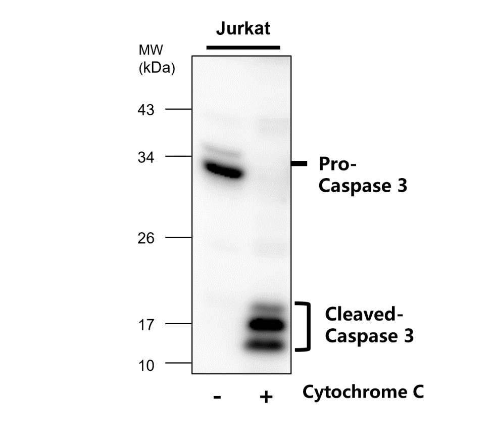 Caspase-3 antibody