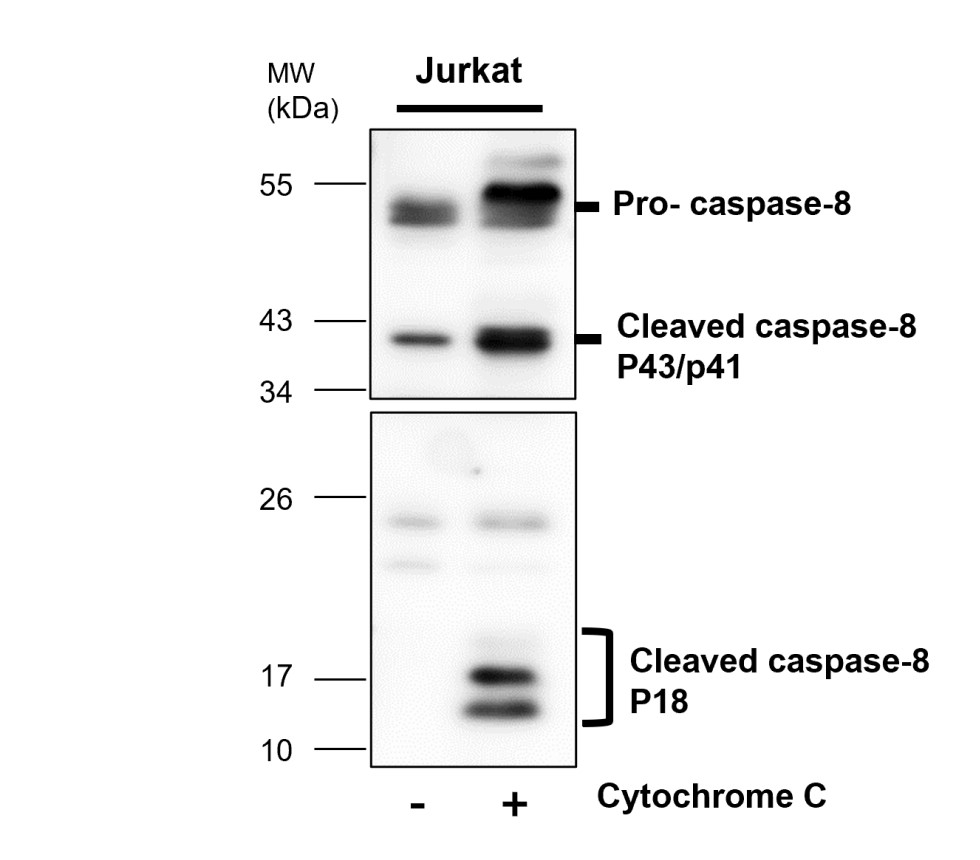 Caspase-8 antibody