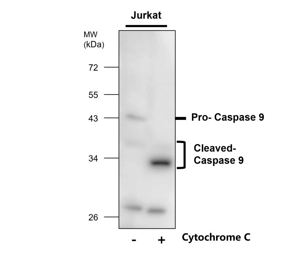 Caspase-9 antibody