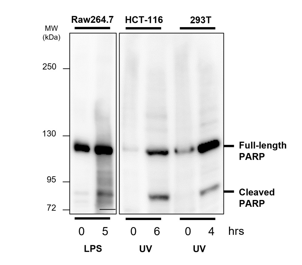 PARP1 antibody