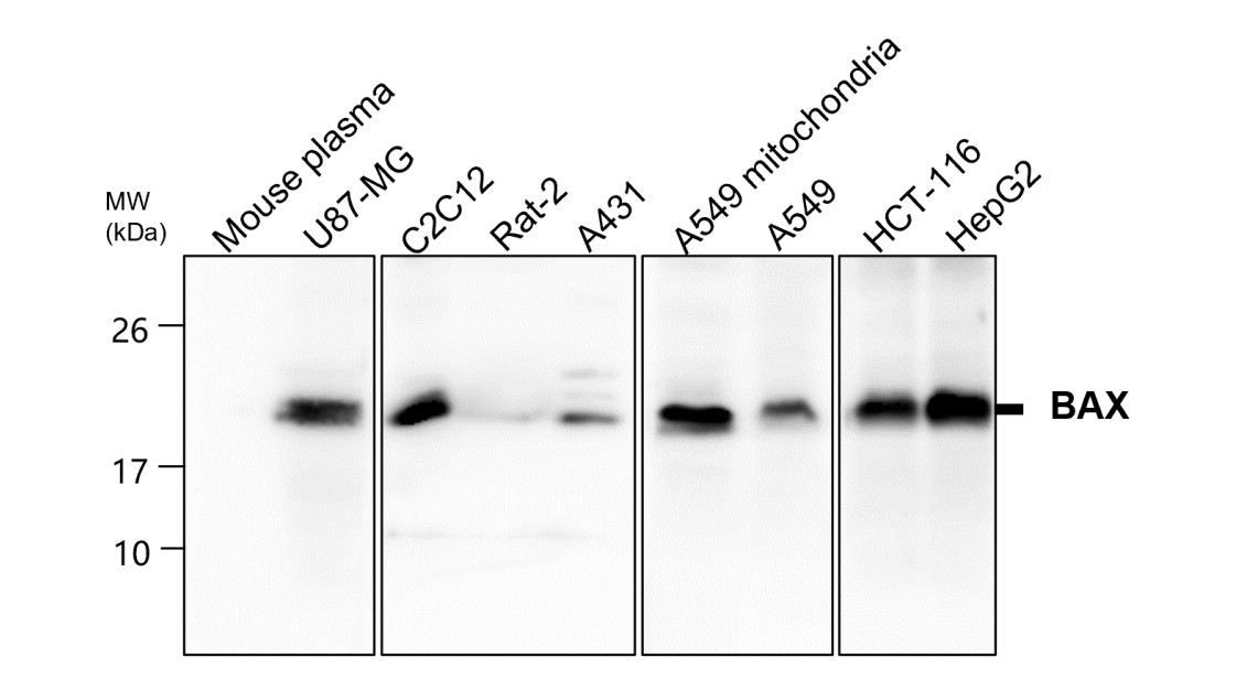 BAX antibody