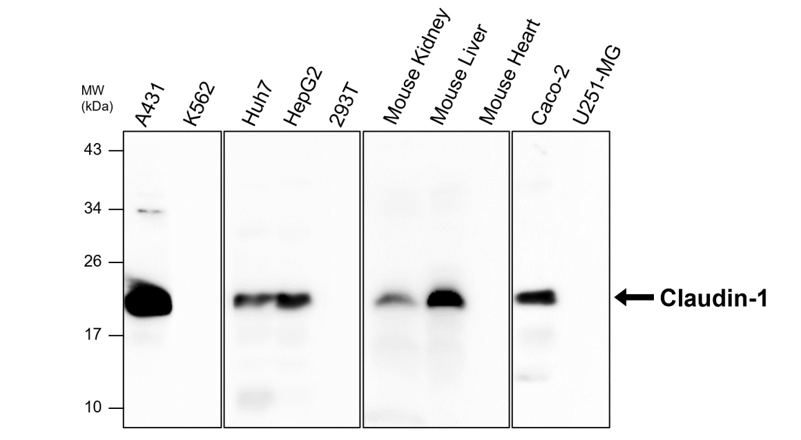 IR64-190 anti-Claudin 1 antibody WB image