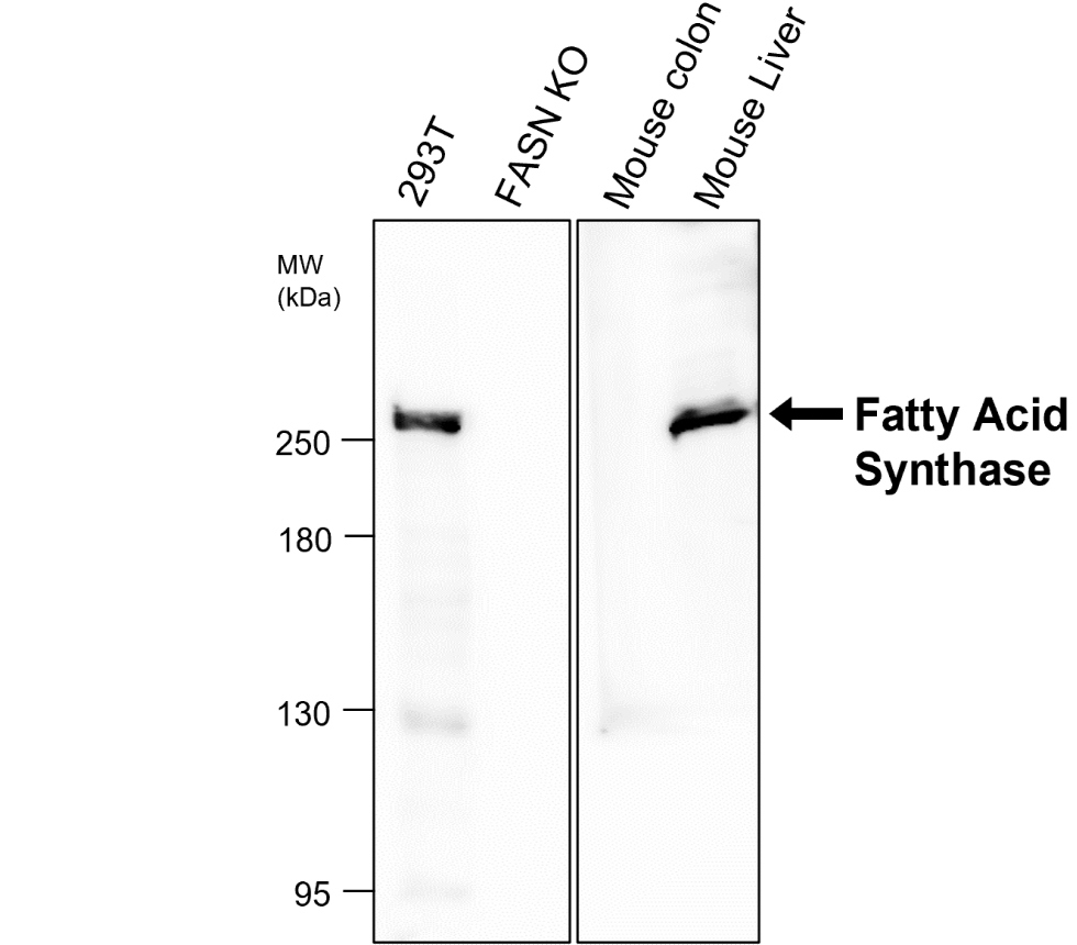 IR342-925 anti-Fatty Acid Synthase antibody  WB image