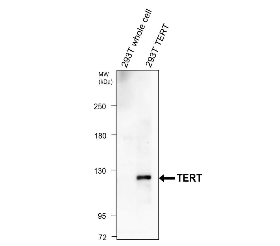 IR356-4 anti-TERT antibody WB image