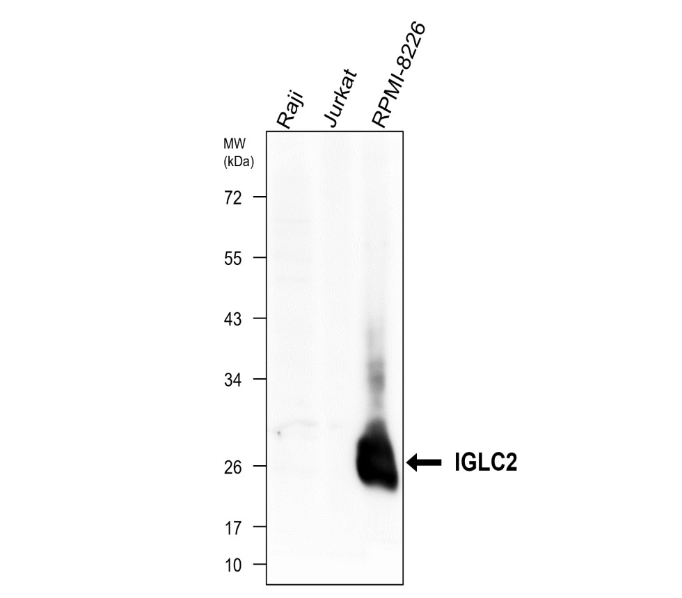 IRCP220602 anti-IGLC2 antibody WB image