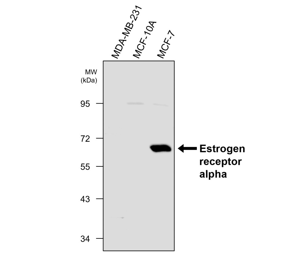 IRM201 Estrogen receptor alpha _ESR1 antibody [SC1] WB image