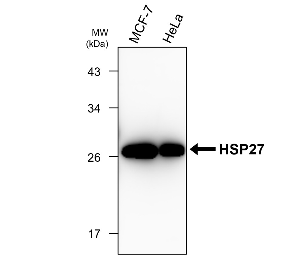 IRM209 HSP27 antibody [9C2] WB image