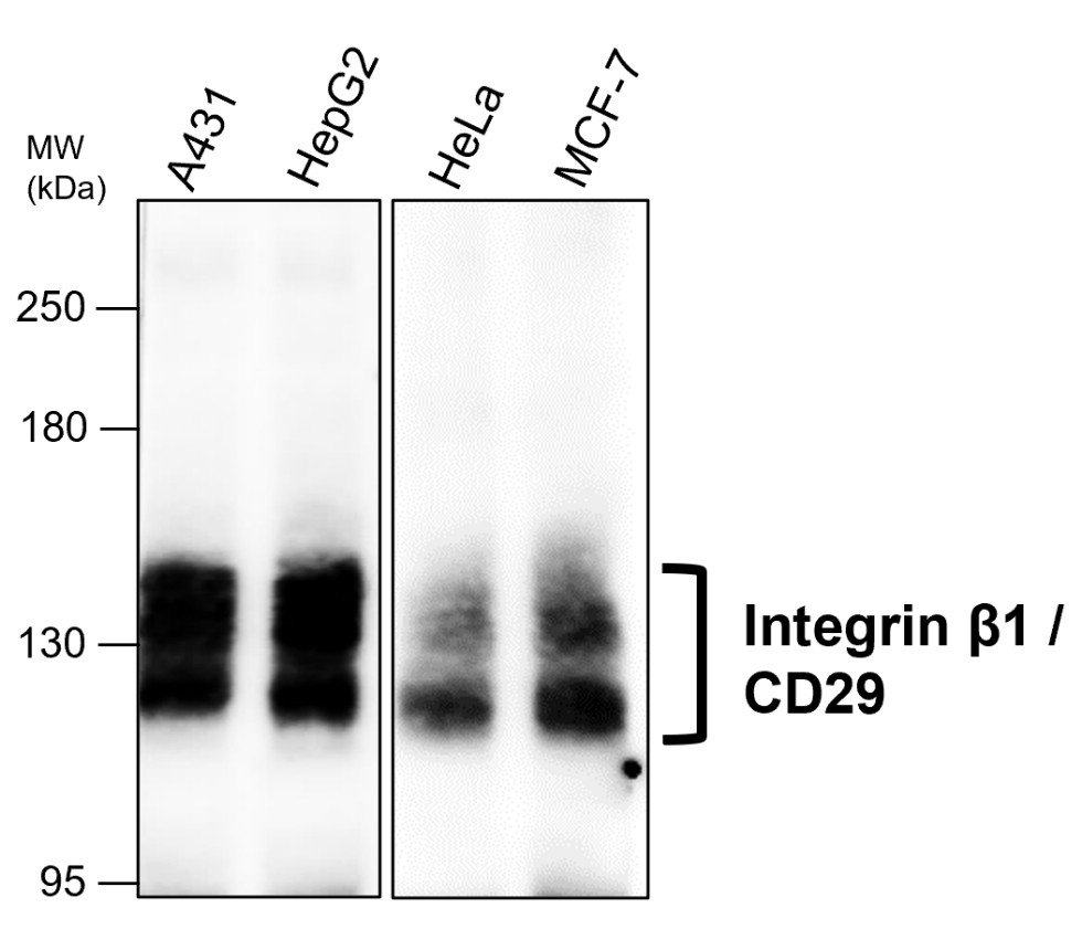 IRM202 Integrin β1 / CD29 antibody [C1H1] WB image 