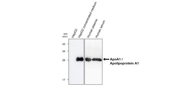 ApoA1 / Apolipoprotein A1 antibody [3A10] (IRM206) | iReal ...