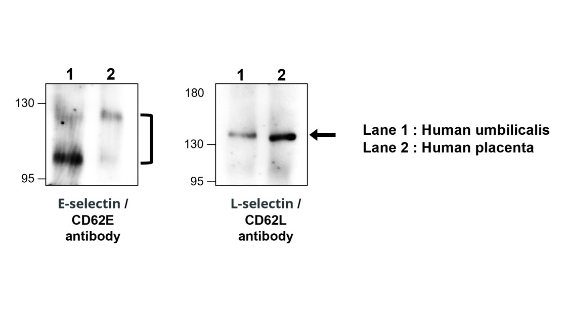 IR306-909 anti L-selectin / CD62L antibody WB image