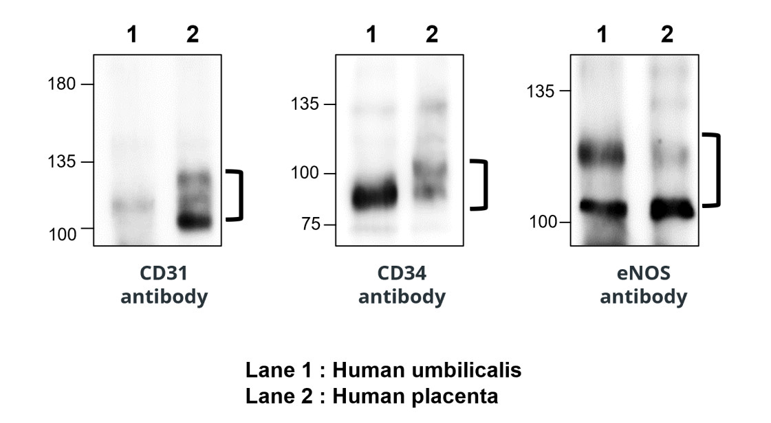 IR75-257 anti-CD31/PECAM1 antibody WB image