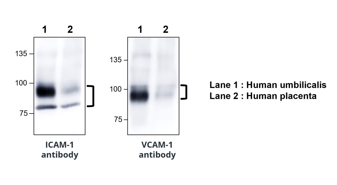 IR78-268 anti-ICAM-1 / CD54 antibody WB image