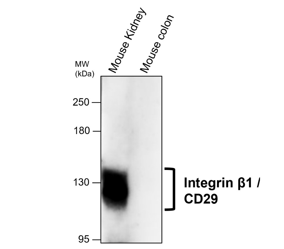 IRM202 Integrin β1 / CD29 antibody [C1H1] WB image