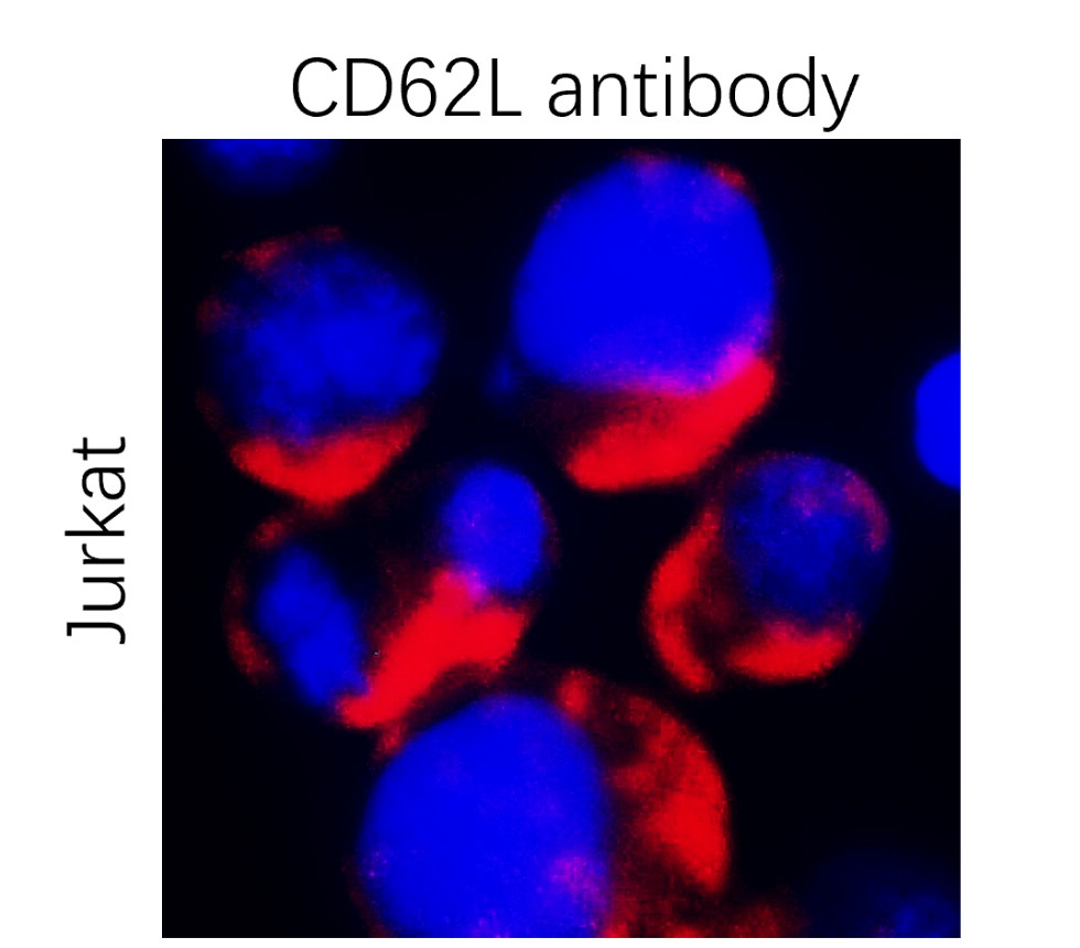 IR306-909 anti L-selectin / CD62L antibody ICC/IF image