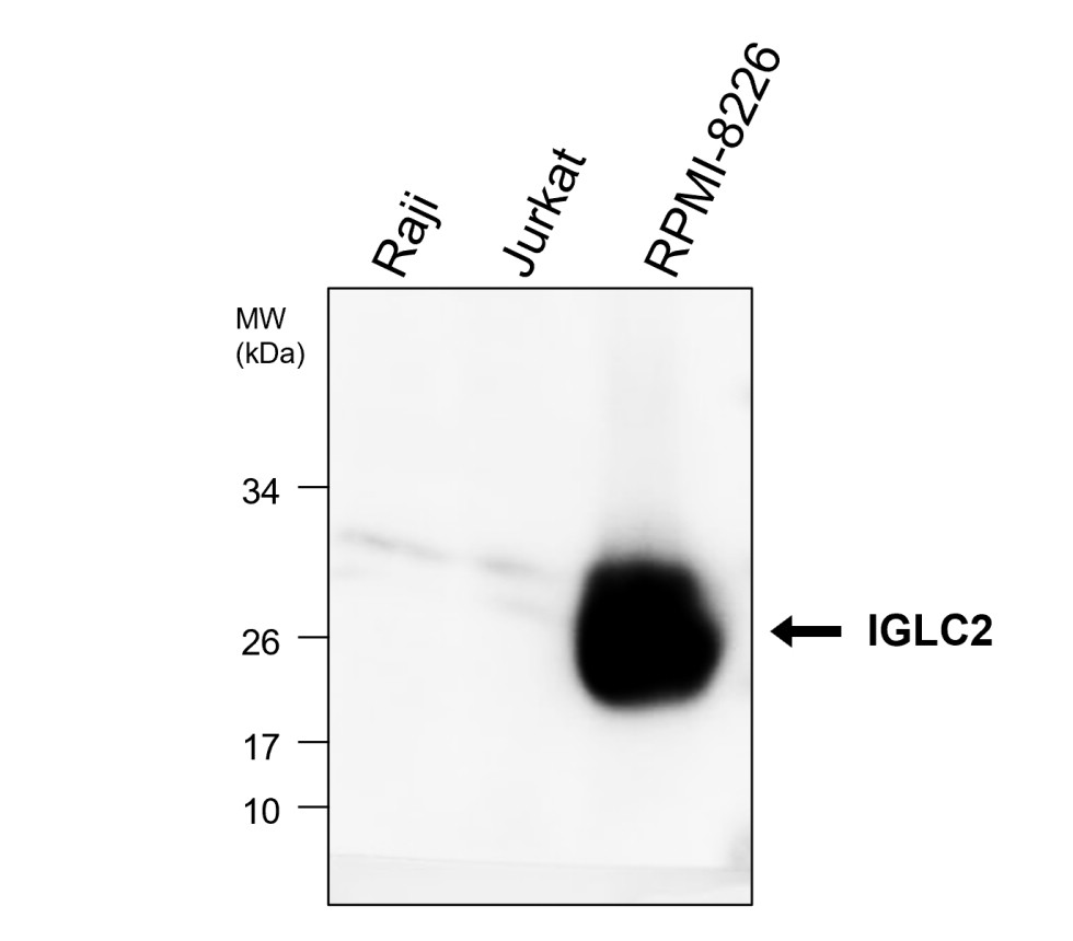 IRCP220601 anti-IGLC2 antibody WB image