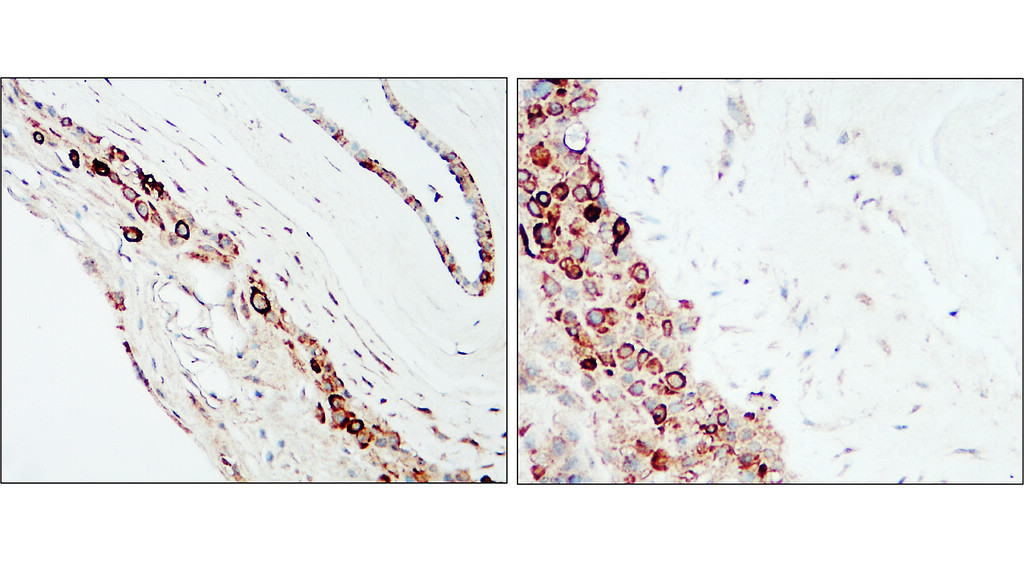 IR298-1 anti-COL4A1 / Collagen IV antibody_Human placenta IHC image