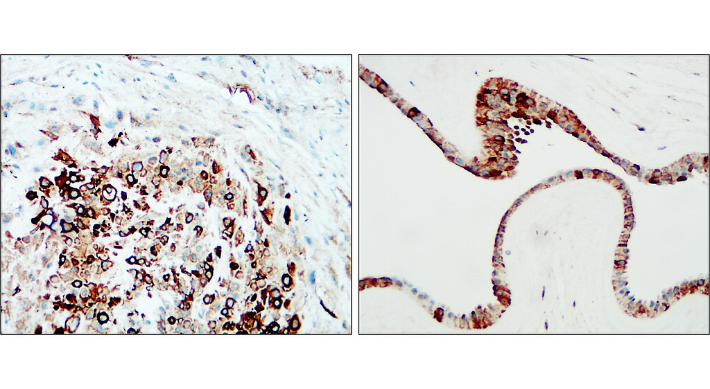 IR298-1 anti-COL4A1 / Collagen IV antibody_Human placenta IHC image	