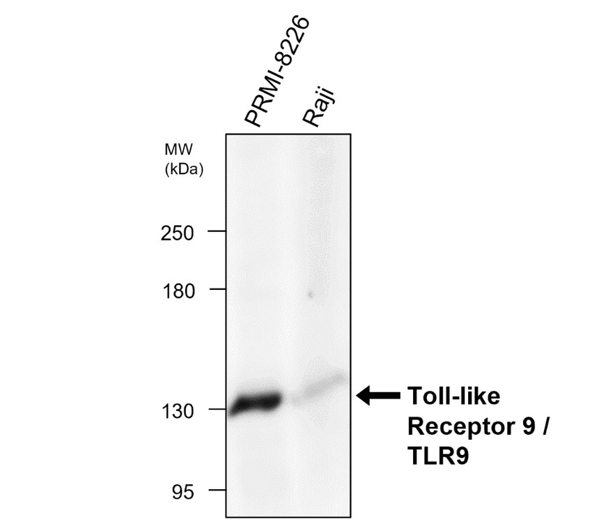 IR329-1034 Toll-like Receptor 9 / TLR9 antibody WB image