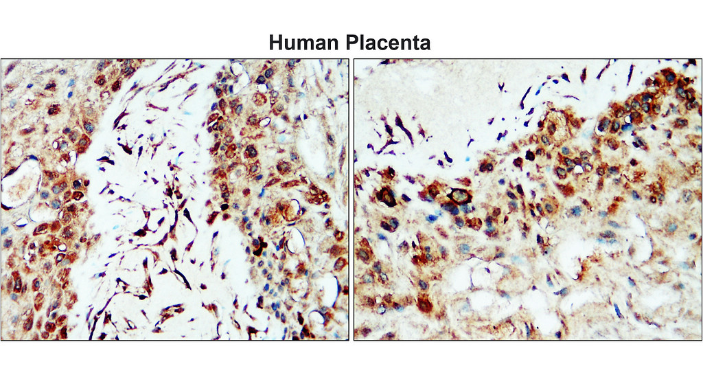 IR67-228 anti- MMP2 antibody [c-term] IHC image