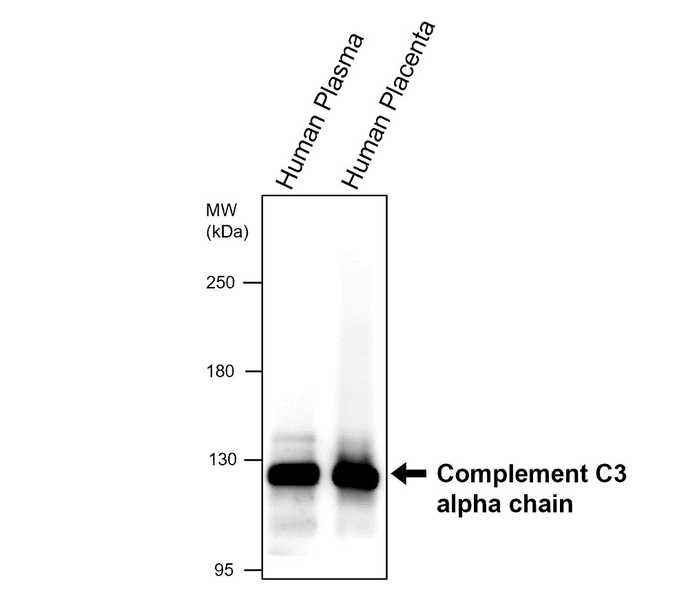 IRM211 Complement C3 antibody [15A10] WB image 