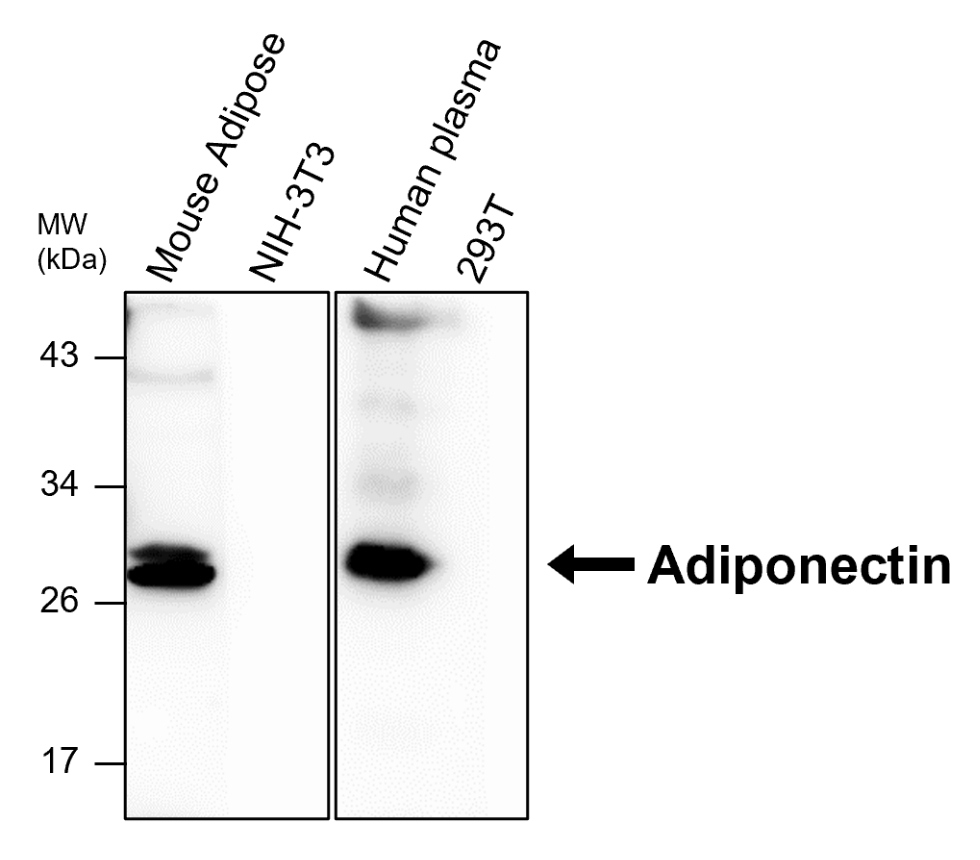 IR341-923 anti-Adiponectin antibody WB image