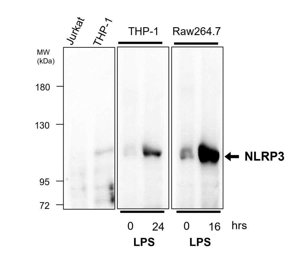 IR92-388 anti-NLRP3 antibody WB image