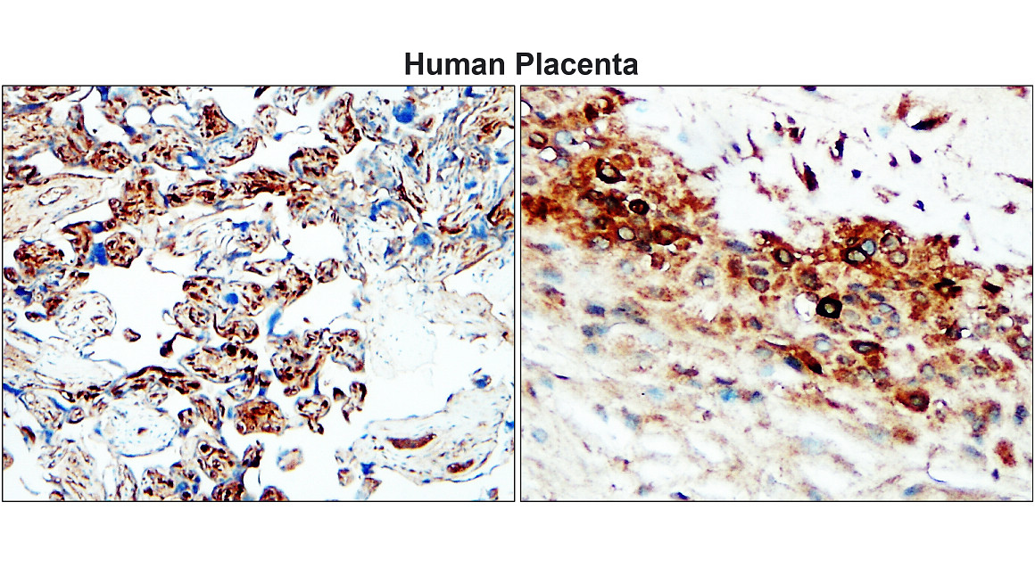 IR67-228 anti- MMP2 antibody [c-term] IHC image