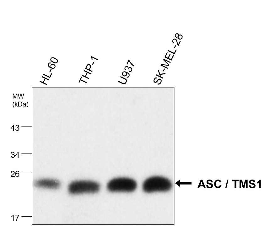 IR011 ASC / TMS1 monoclonal antibody  WB image 