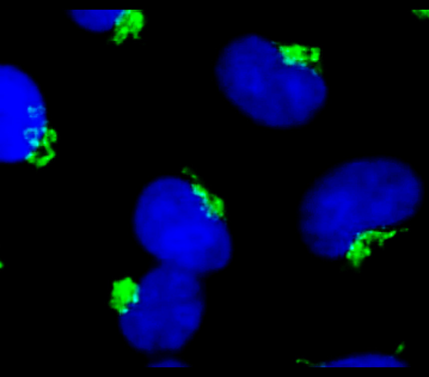 IR011 ASC / TMS1 monoclonal   antibody ICC/IF image