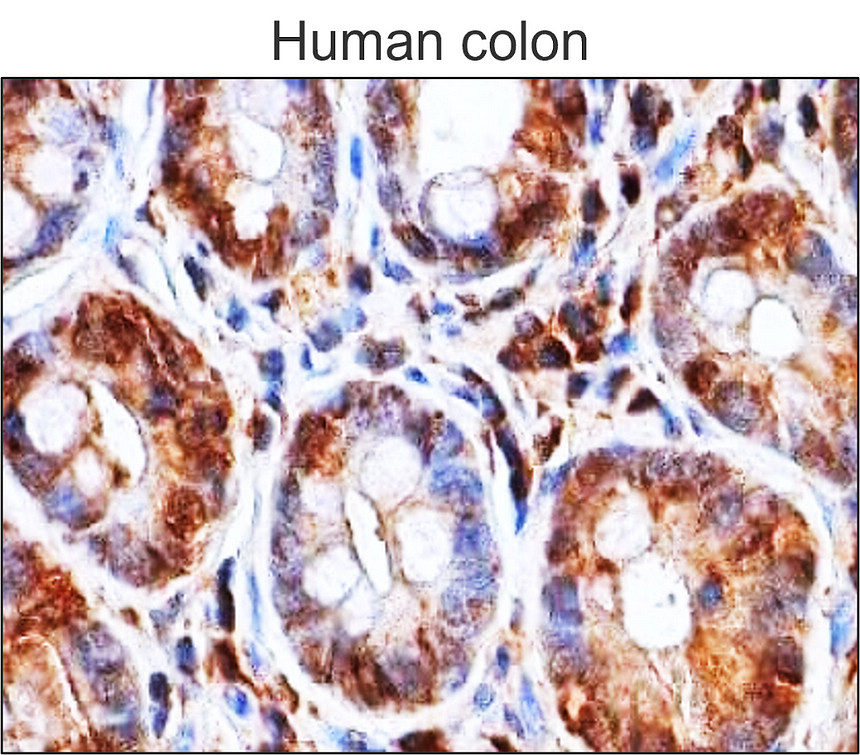 IR011 ASC / TMS1 monoclonal  antibody IHC image 