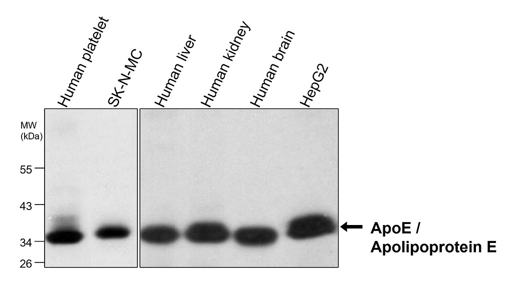 IRM012 ApoE / Apolipoprotein E  monoclonal antibody WB image 