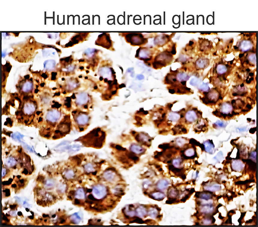 IRM012 ApoE / Apolipoprotein E  monoclonal antibody IHC image