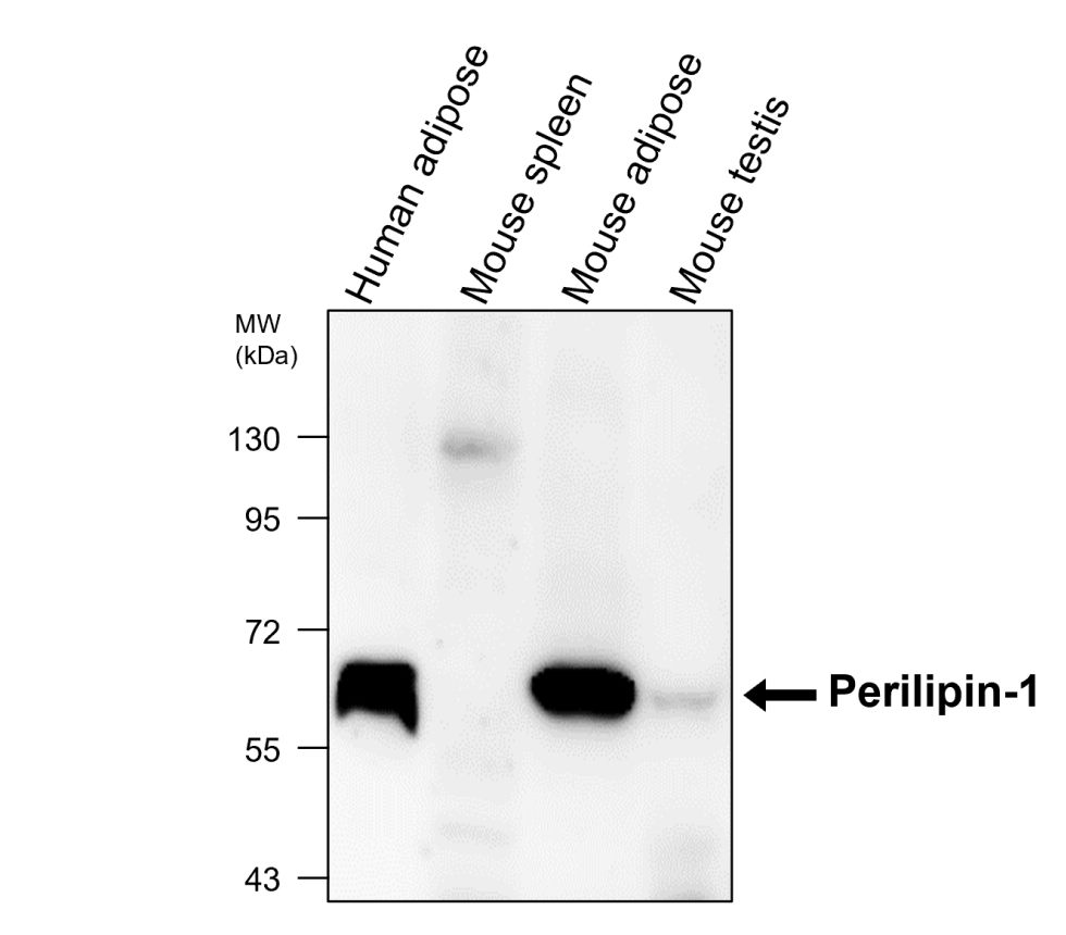 IR343-927 anti-Perilipin-1 antibody WB image