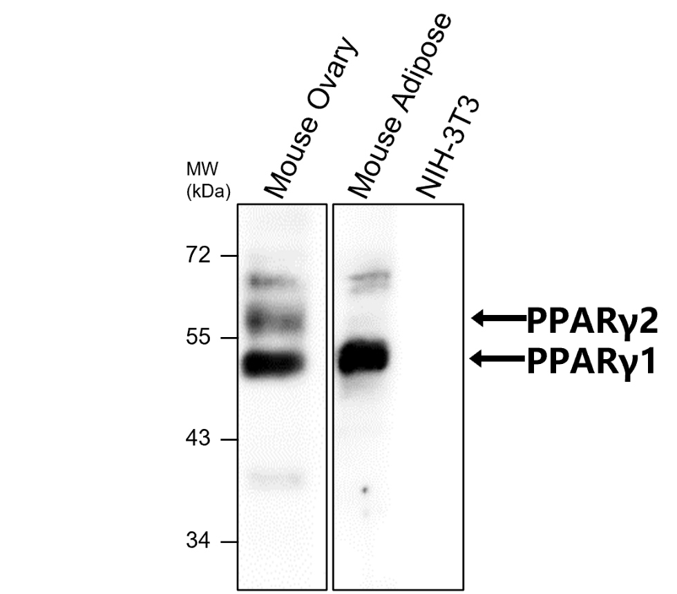 IR344-930 anti-PPARγ antibody WB image