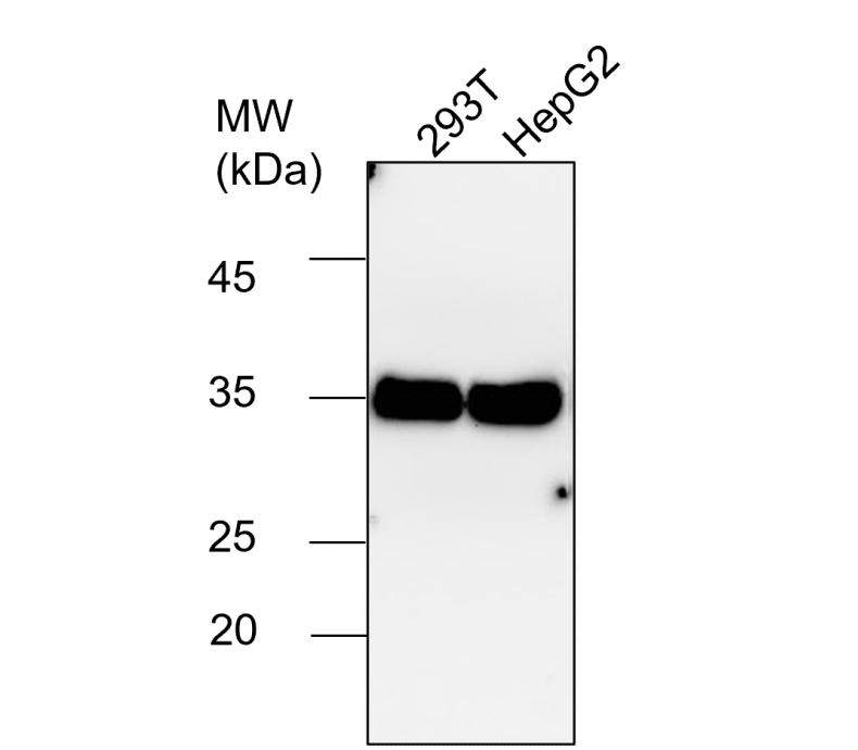 IR3-8 anti-GAPDH antibody WB image