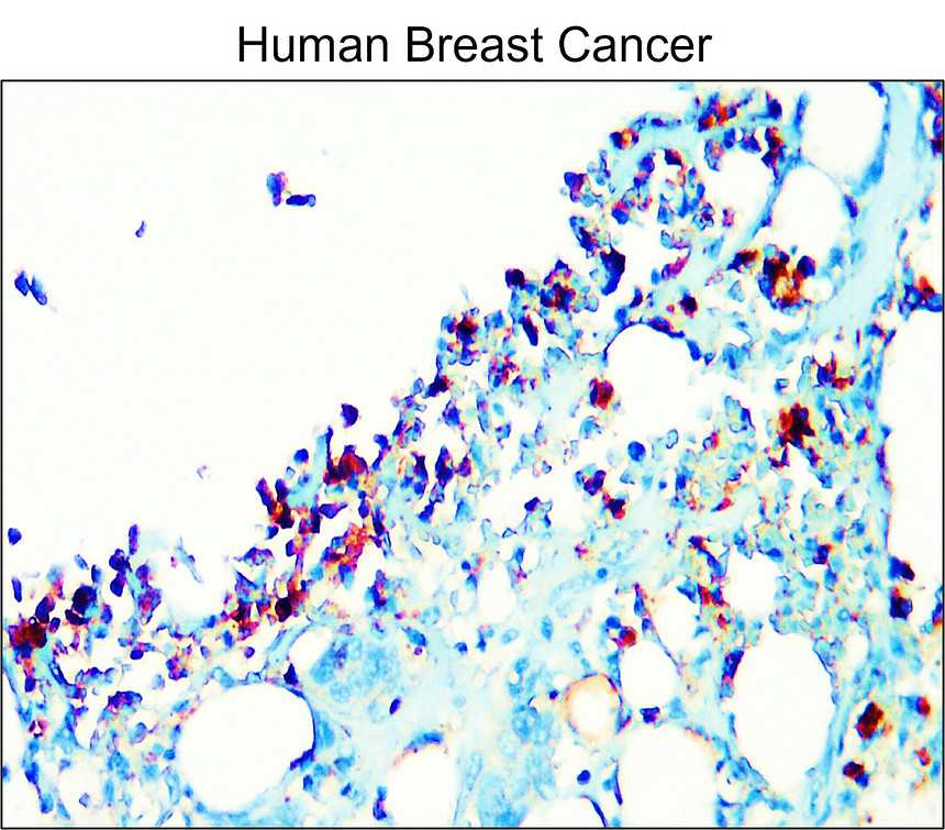 IR341-923 anti-Adiponectin antibody IHC image