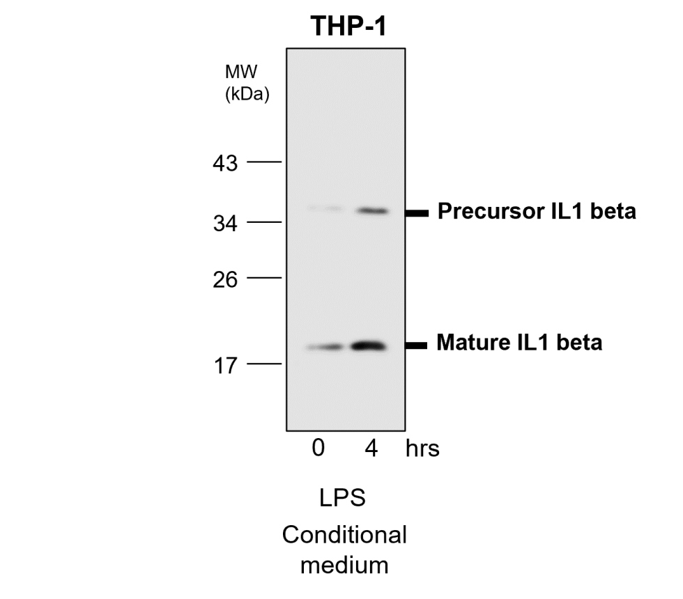 IR114-473 anti-IL1 beta antibody WB image