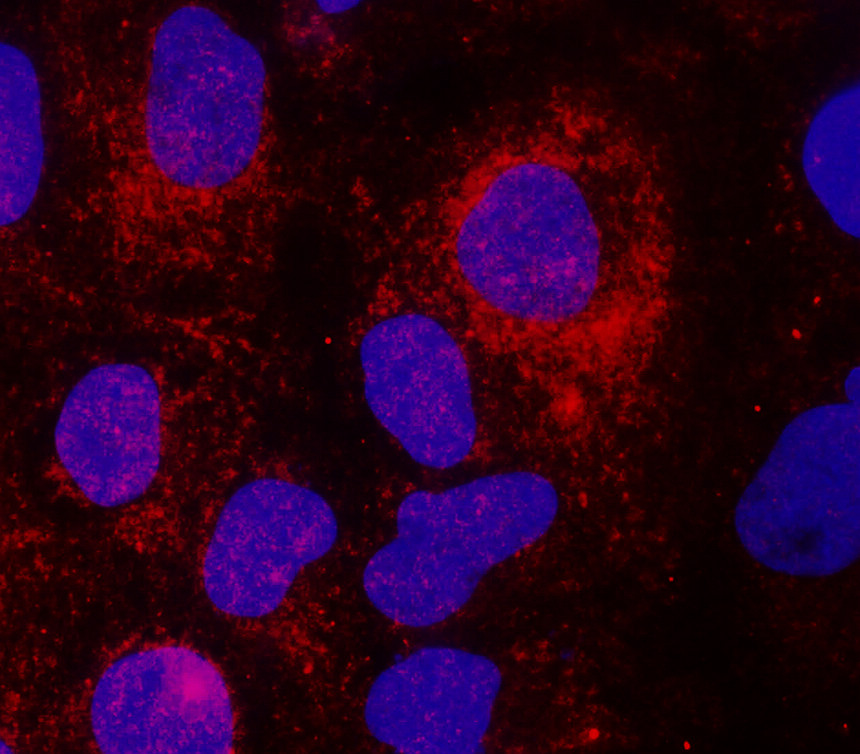 IR95-397 anti-Caspase 1 antibody ICC/IF image