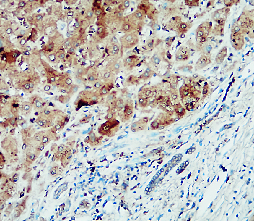 IR92-388  anti-NLRP3 antibody IHC image