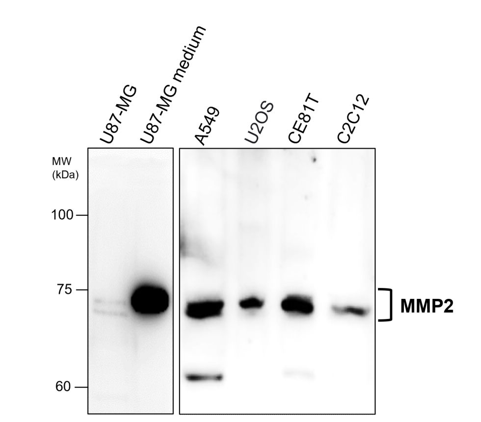 IR67-228 anti- MMP2 antibody [c-term] WB image