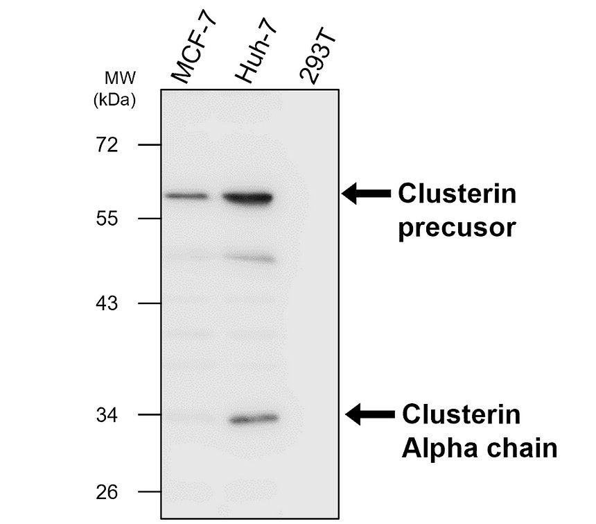 IRM212_Clusterin antibody [10F7] WB image