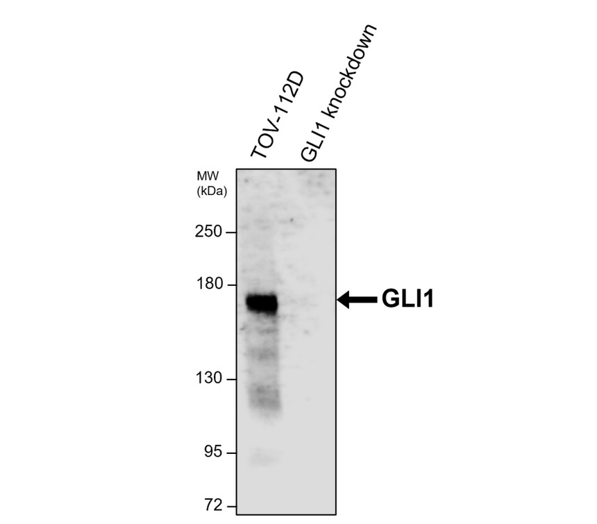 IRM013 GLI1 monoclonal antibody [23A] WB image 