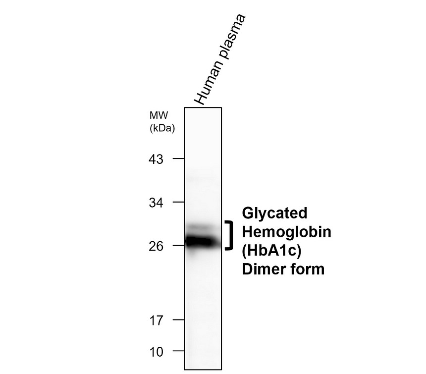 IRM015 HbA1c monoclonal antibody [23C] WB image