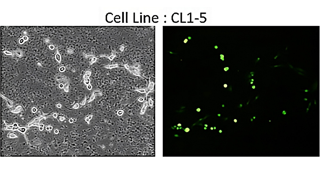 IRM020 EGFR vIII antibody monoclonal antibody [23H] ICC/IF image 