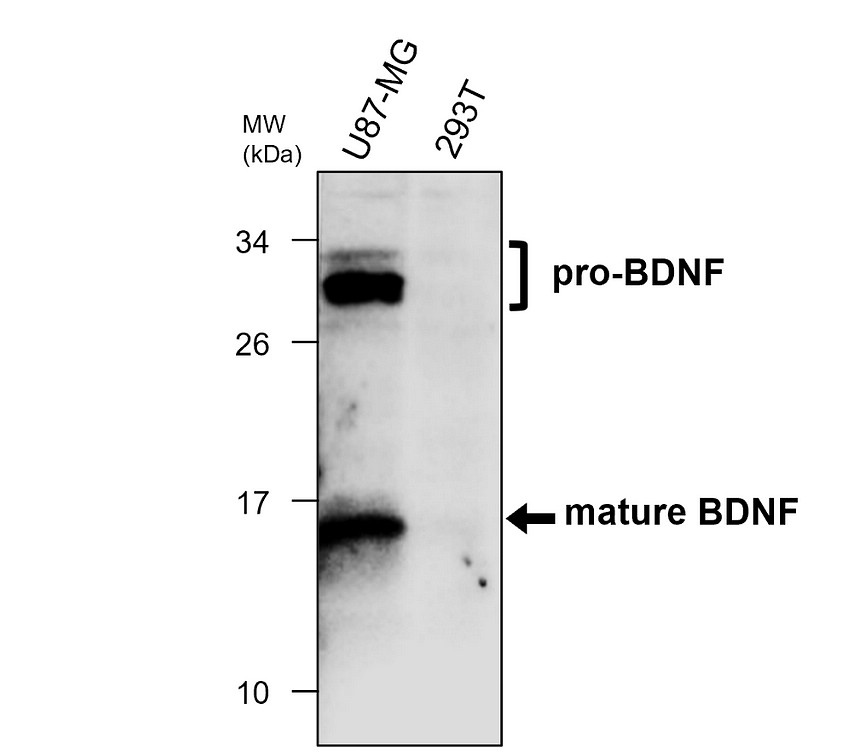 IRM301 BDNF antibody [PA-1] WB image